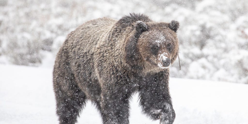 Yellowstone National Park Warns Of Dangers After First Grizzly Bear   51736869149 Ac852a6997 C 