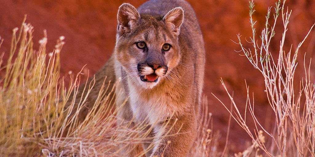 480x854 Resolution Cougar Android One Mobile Wallpaper - Wallpapers Den