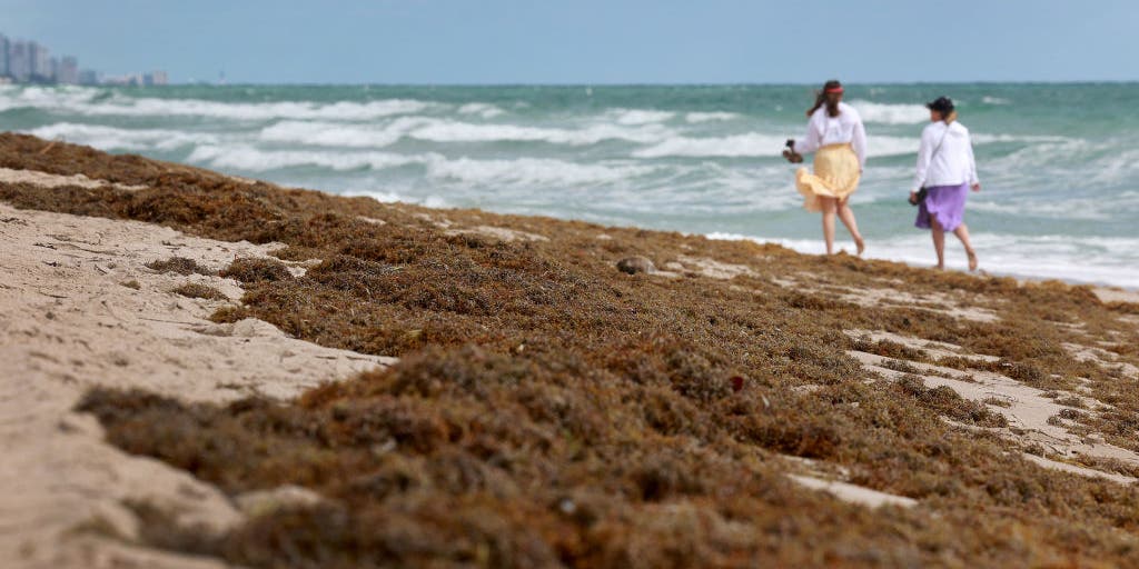 NOAA uses AI and satellites to map out global algae bloom over millions of miles