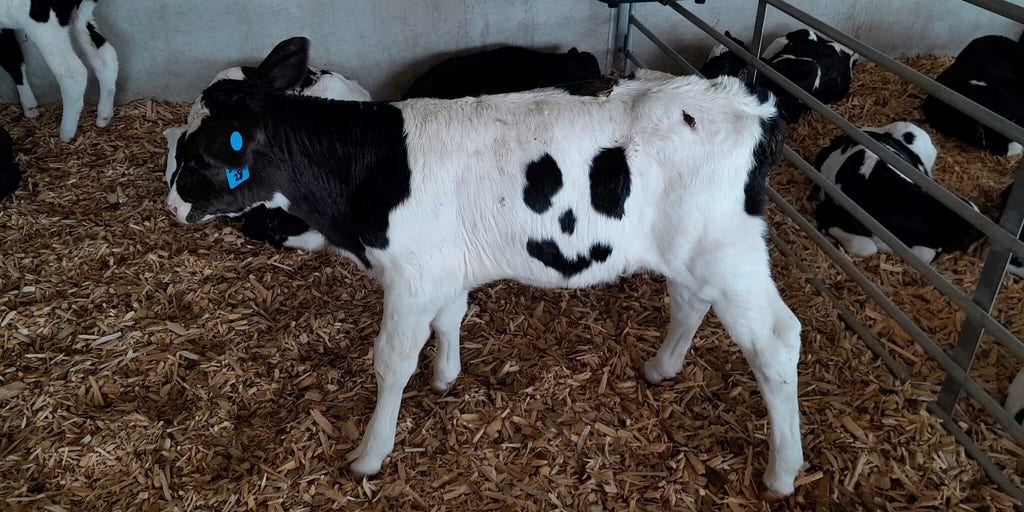 Calf born with unique smiley face marking finds forever home | Fox