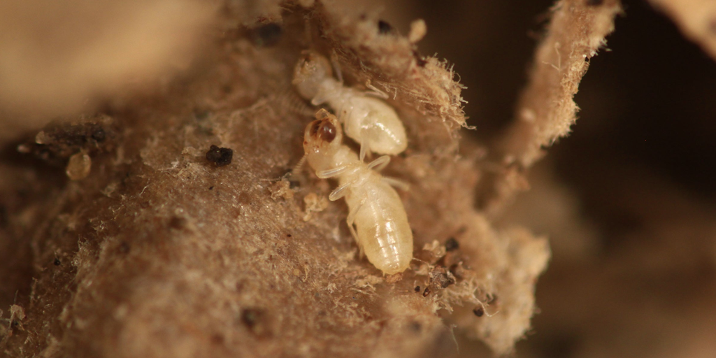 these-are-the-most-termite-infested-cities-in-the-us-fox-weather