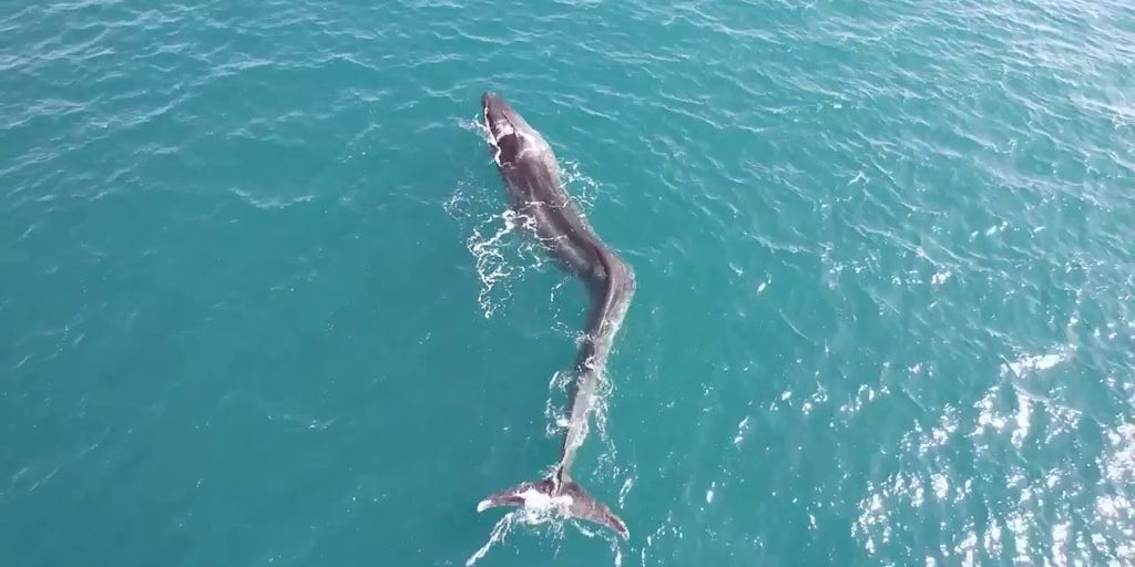 Watch: Whale with severe scoliosis seen struggling off coast of Spain