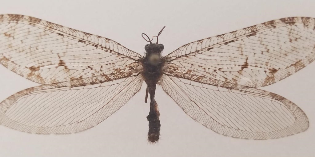 Giant bug found at an Arkansas Walmart identified as a Jurassicera