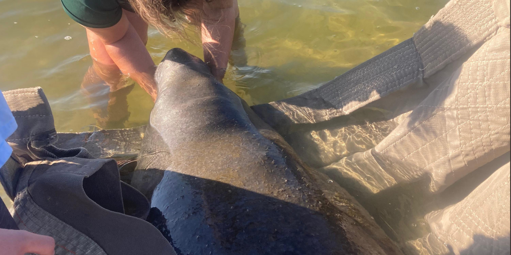 Florida prepares for influx of manatees suffering from red tide | Fox ...