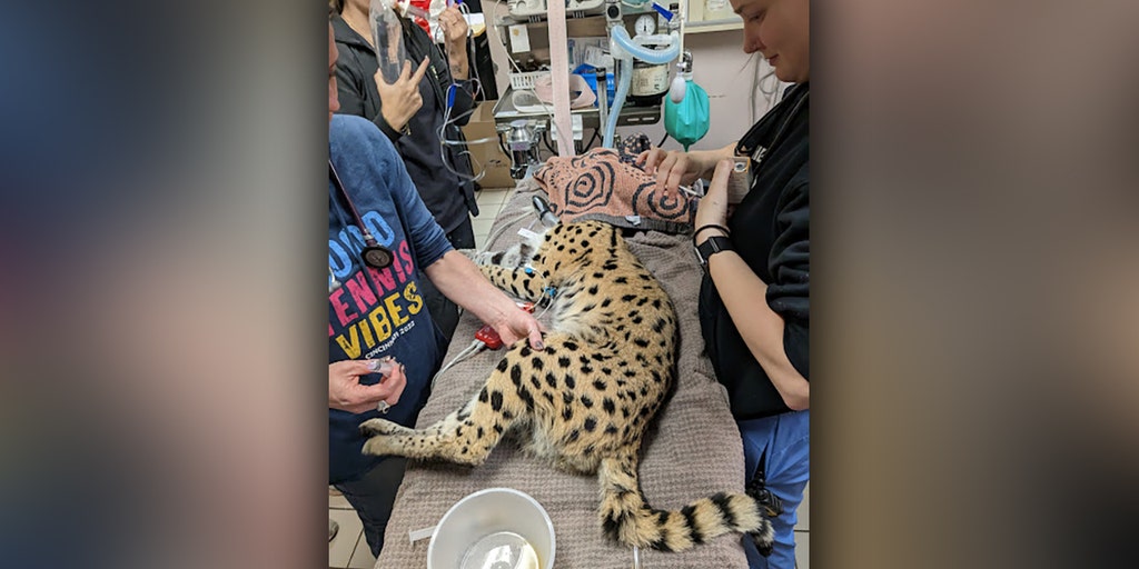 Cocaine cat Illegal African serval tests positive for drug after being(02)