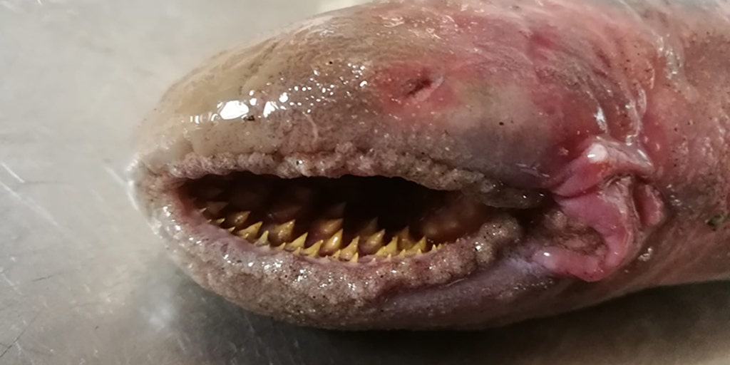 See the rare blood-sucking fish of your nightmares that recently washed  ashore