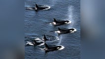 Video: Large pod of killer whales hunt down dolphins in California waters