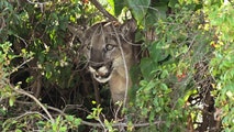 Mountain lion attacks 4-year-old in Washington’s Olympic National Park