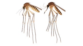 New invasive mosquito species spreading in Florida