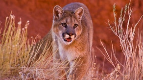 Mountain lion kills man, mauls brother in Northern California attack