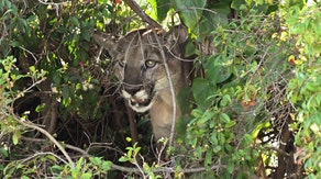 Mountain lion attacks 4-year-old in Washington’s Olympic National Park