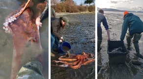 Watch: Tourists discover massive Pacific octopus twisting inside Washington state park