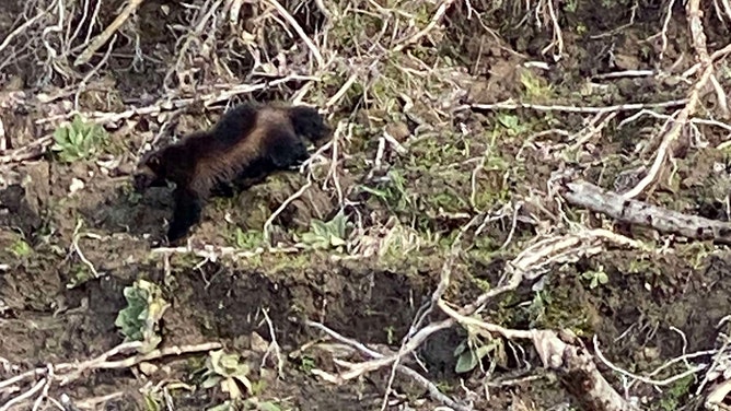 Columbia River wolverine