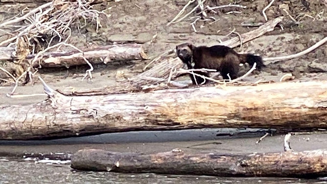 Columbia River wolverine