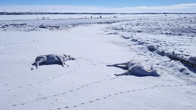 Rare Disease Outbreak in Pronghorn South of Pinedale