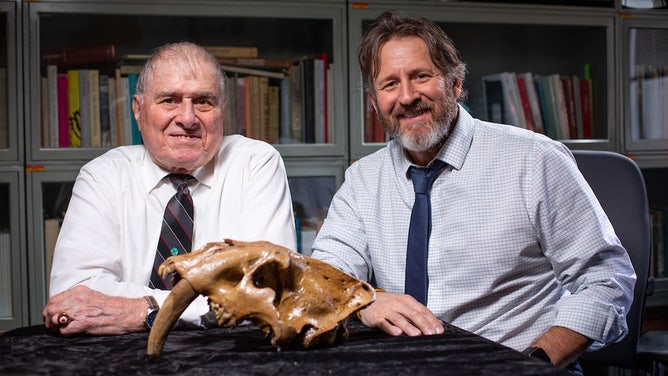 Dave Easterla, left, and Dand Matthew Hill with a fossilized complete skull from a sabertooth cat from southwest Iowa.