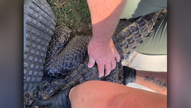 8-foot alligator found in attic during home inspection