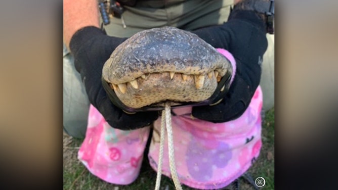 8-foot alligator found in attic during home inspection