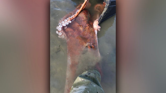 Massive Pacific octopus rescued from Washington park
