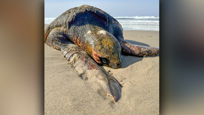 Rare loggerhead turtle washes ashore dead in Oregon