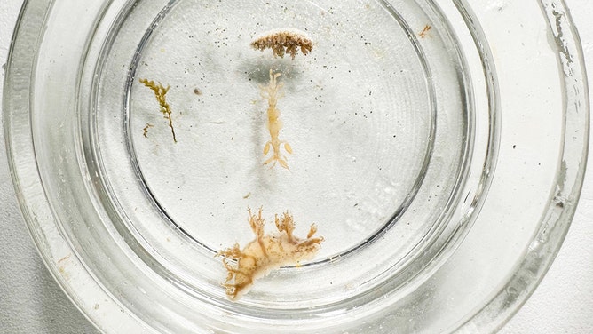 Rare loggerhead turtle washes ashore dead in Oregon