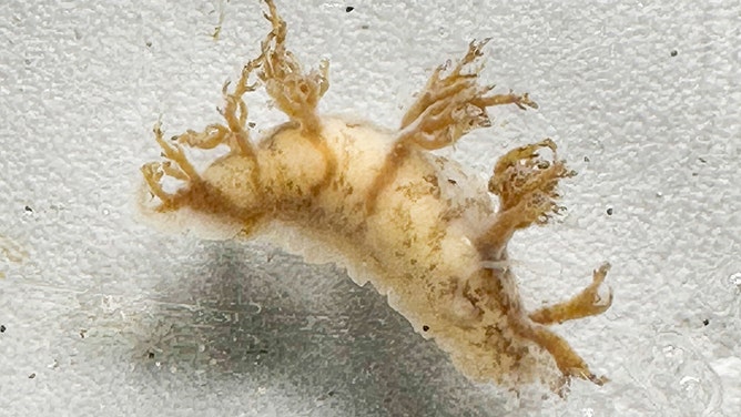 Rare loggerhead turtle washes ashore dead in Oregon