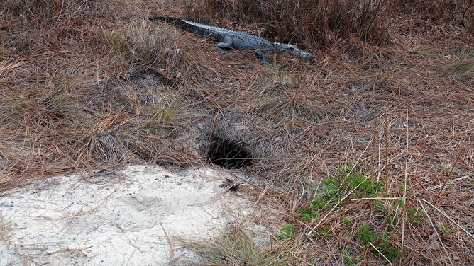 Georgia biologists shocked to see alligator ‘smiling’ back from tortoise hole