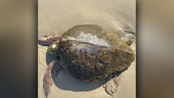 Rare loggerhead turtle washes ashore dead in Oregon