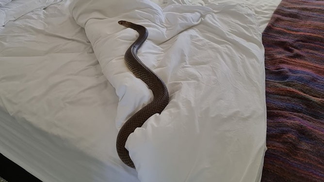 Slithering Snake::Appstore for Android