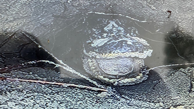 Georgia biologists shocked to see alligator ‘smiling’ back from tortoise hole