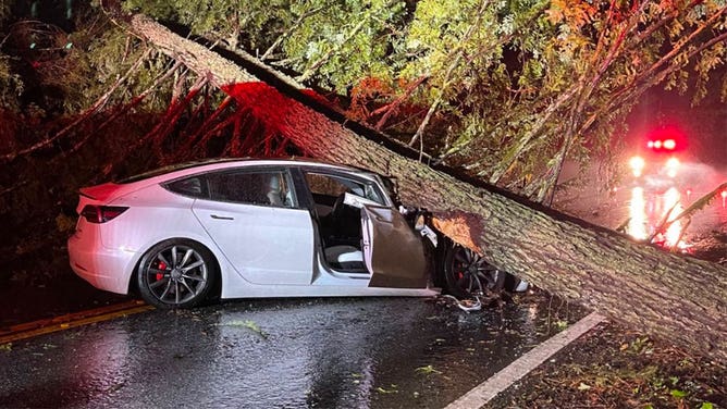 A car is crumpled after it was crushed by a falling tree in Redwood City, California, on March 9, 2023.