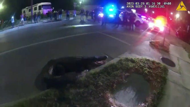 Tampa Cops Wrangle Alligator Near Intersection