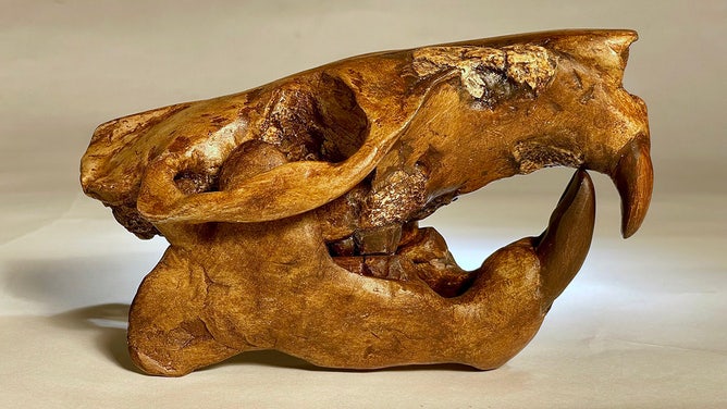 A reconstruction of the skull of the ancient beaver Anchitheriomys buceei. 