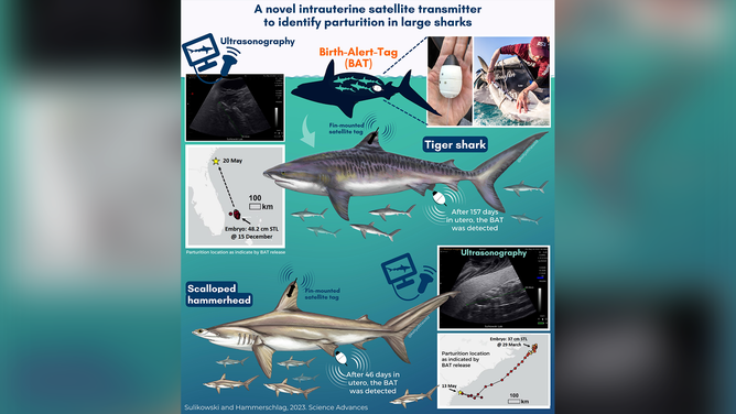 In a new study, researchers used new technologies to remotely document, for the first time in the wild, the location and timing of shark birth.