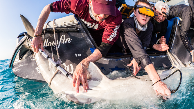 Insertion of the Birth-Alert-Tag (BAT) via a specialized applicator into the cloacal opening of a pregnant tiger shark.