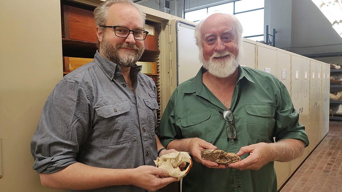 Matthew Brown (left) and Steven May with beaver skulls new and old in the vertebrate paleontology collections at the Jackson School of Geosciences.