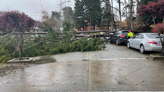 A large tree lays across a road and on top of cars after toppling due to heavy rain and strong winds in Santa Cruz County, California.