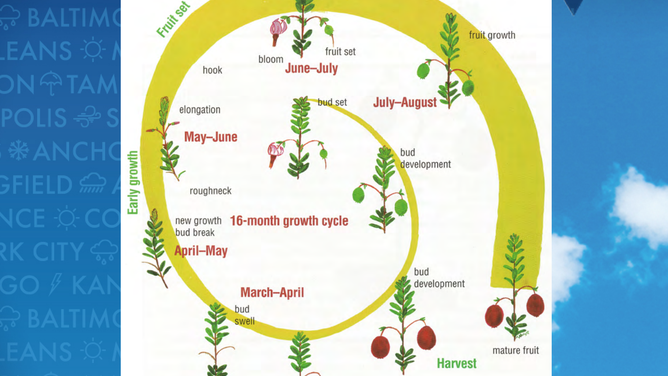 Cranberry production cycle