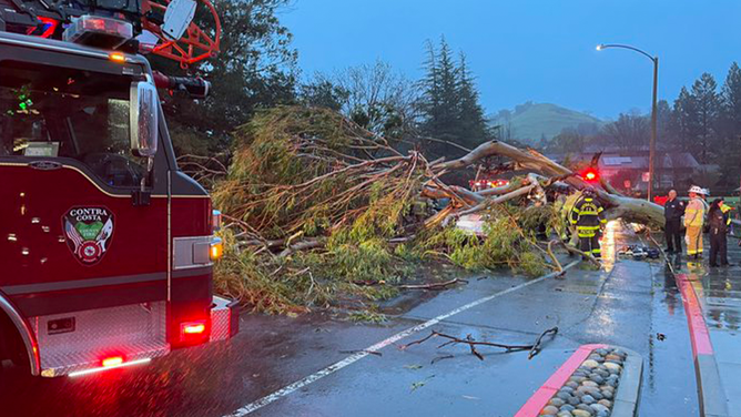 A passenger was killed when a tree fell onto a car in Contra Costa County in California on Tuesday.