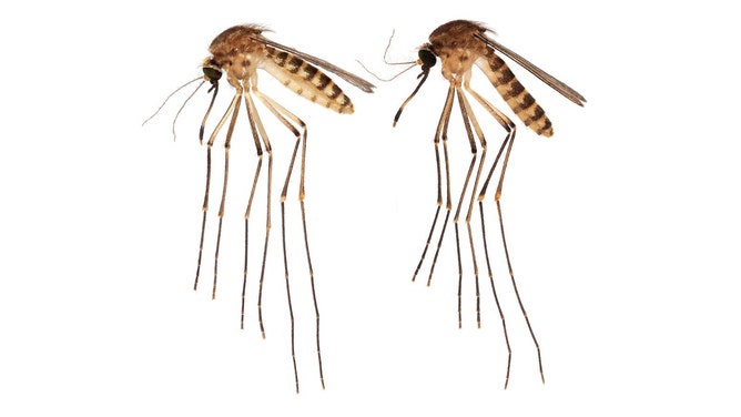 New mosquito species reported in Florida