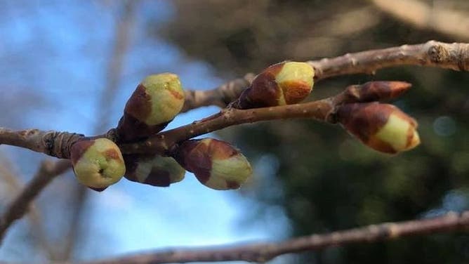 Cherry blossoms at stage 1 of 6 in their bloom cycle.