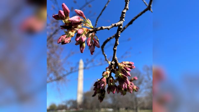 Cherry blossoms at stage 4 of 6 in their bloom cycle.