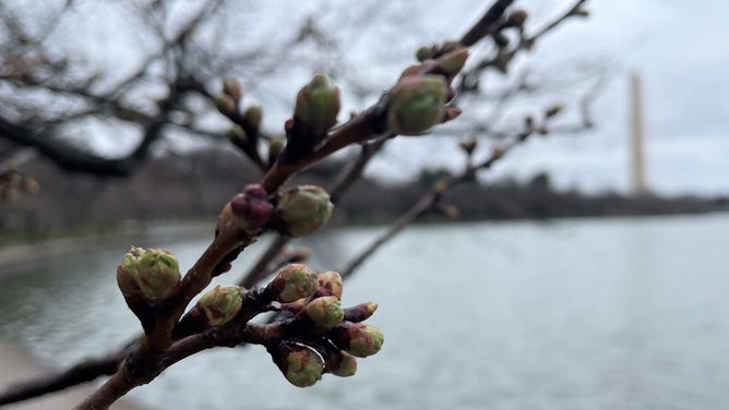 Cherry blossoms at stage 2 of 6 in their bloom cycle.