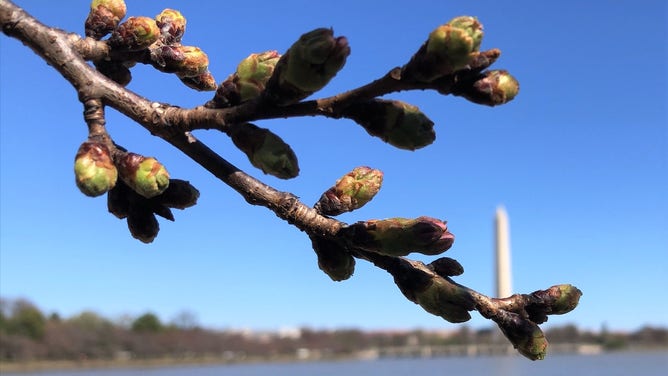Cherry blossoms at stage 3 of 6 in their bloom cycle.