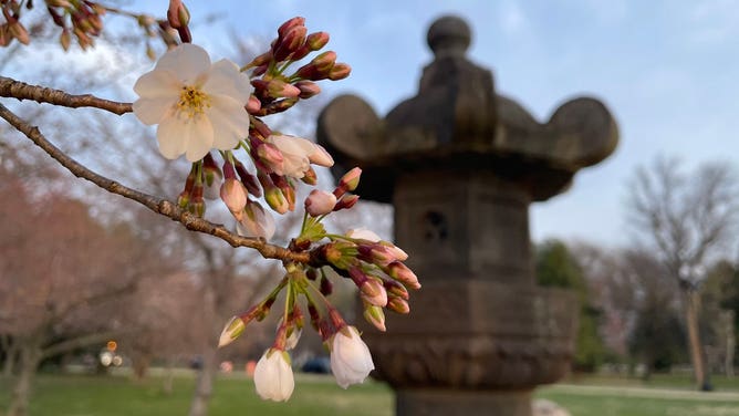 Care, 'magic' help DC's cherry blossom trees defy age