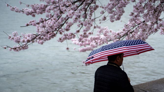 A man walks through the rain while the cherry trees blossom along the Tidal Basin on the National Mall March 31, 2019 in Washington, DC.
