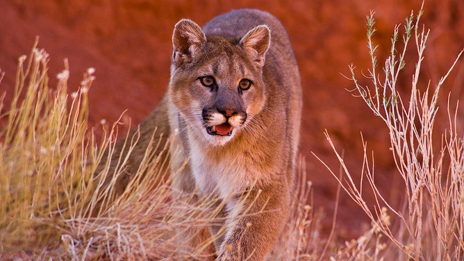 Mountain lion