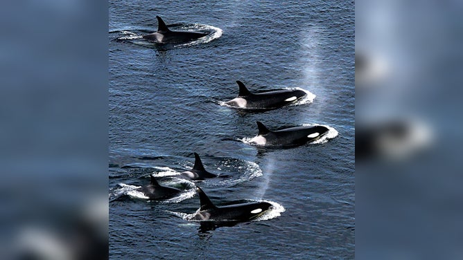 Orca whales surface to breath as they swim close to shore near Lim Kiln State Park on San Juan Island by the Salish Sea. 2004.