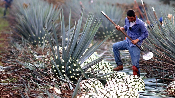 MEXICO-ECONOMY-AGAVE-TEQUILA