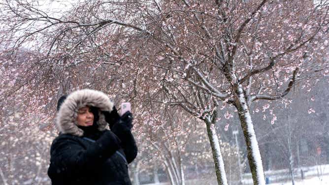 A visitor takes photos in front of snow covered Cherry Blossoms along the National Mall in Washington, DC, on March 12, 2022.